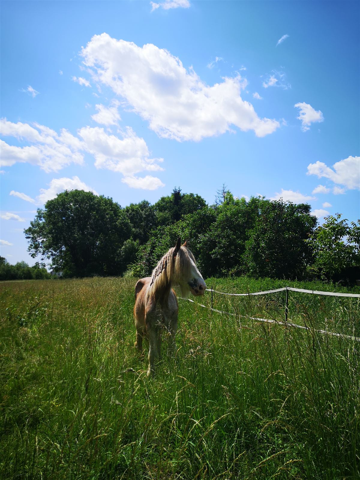 Pferd mit geflochtener Mähne auf einer Sommerwiese